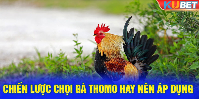 Chiến lược chọi gà thomo hay nên áp dụng 