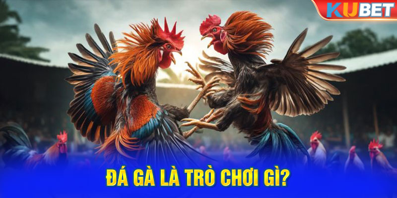 Đá gà là trò chơi gì?