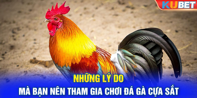 Những lý do mà bạn nên tham gia chơi đá gà cựa sắt mỗi ngày